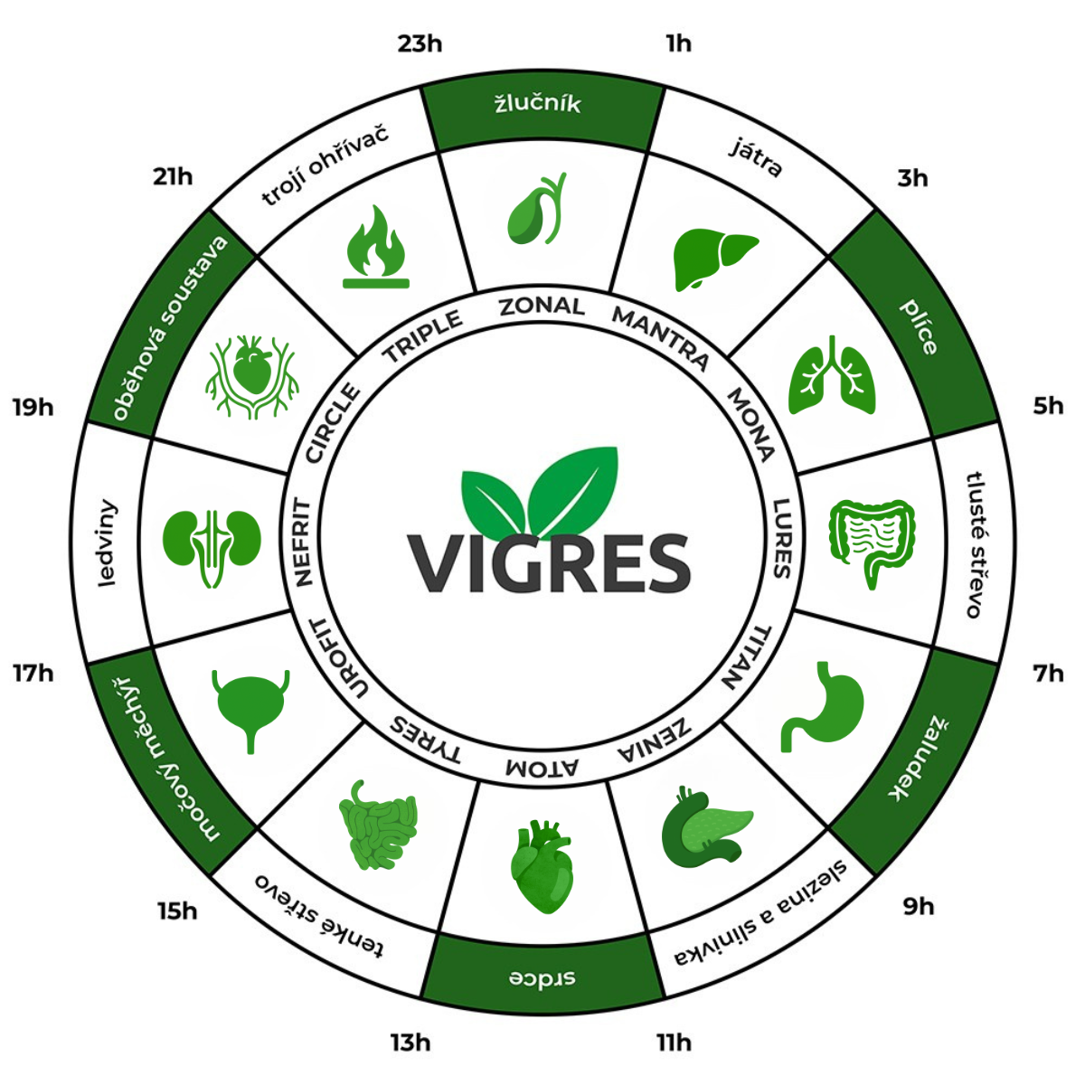 Orgánové hodiny VIGRES